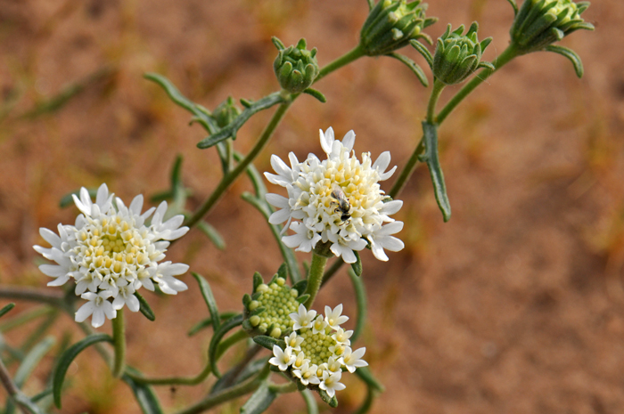 Pebble Pincushion is snowy white flowers that are often pink tinged. The flower heads are borne on branch tips. The flowers bloom from January, February or March through May or June. Chaenactis carphoclinia var. carphoclinia 